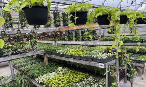 Marketing for Retail Case Study: The Greenery